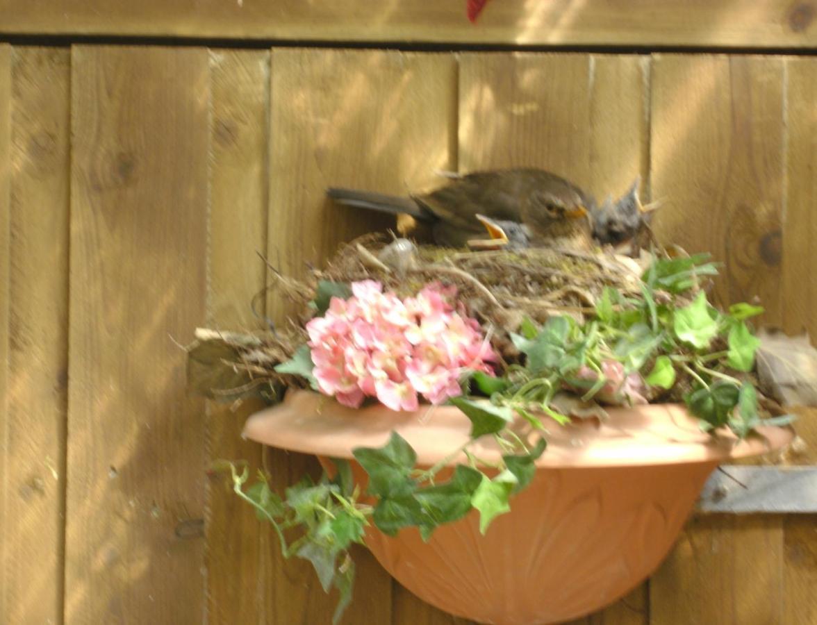 Haus Mit Lilie Und Rose Apartment Westerdeichstrich Bagian luar foto